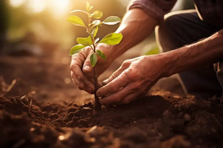 Wann apfelbaum pflanzen: tipps für eine erfolgreiche apfelbaumkultivierung